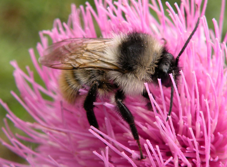 Bombus tipo cromatico mesomelas